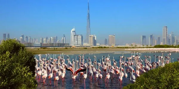 Ras Al Khor № 11